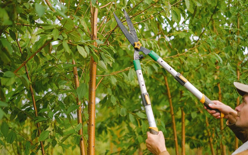 Tree trimming in Lawton, IA